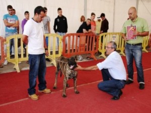 “El Guanche” der Champion auf Lanzarote